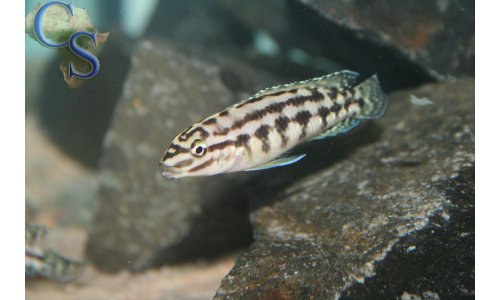 Julidochromis marlieri